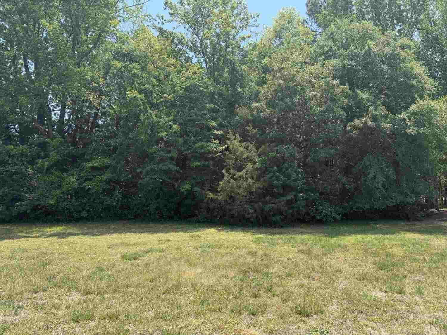 Overgrown property before forestry mulching